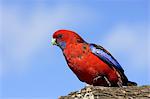 Crimson rosella (Platycercus elegans), Wilson's Promontory National Park, Victoria, Australia, Pacific