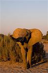 Desert-dwelling elephant (Loxodonta africana africana), Namibia, Africa