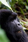 Mountain gorilla (Gorilla gorilla beringei), Rwanda (Congo border), Africa