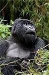 Silverback, mountain gorilla (Gorilla gorilla beringei), Rwanda (Congo border), Africa