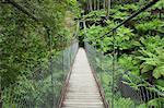 Suspension bridge and rainforest, Tarra Bulga National Park, Victoria, Australia, Pacific