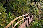 Boardwalk, Tahune Forest Reserve, Tasmania, Australia, Pacific