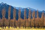 Poplar trees, Matukituki Valley, Central Otago, South Island, New Zealand, Pacific