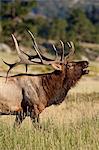 Bull elk (Cervus canadensis) bugling, Rocky Mountain National Park, Colorado, United States of America, North America