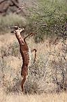 Male gerenuk (Litocranius walleri) feeding, Samburu National Reserve, Kenya, East Africa, Africa