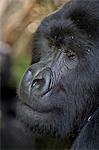 Silverback mountain gorilla (Gorilla gorilla beringei), Group 13, Volcanoes National Park, Rwanda, Africa