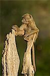 Young,male olive baboon (Papio cynocephalus anubis) sitting atop a tree trunk, Samburu National Reserve, Kenya, East Africa, Africa