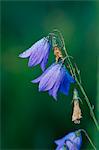 Harebell (Campanula rotundifolia), Grand Teton National Park, Wyoming, United States of America, North America