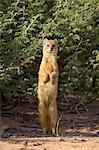 Yellow mongoose (Cynictis penicillata), Kgalagadi Transfrontier Park,encompasing the former Kalahari Gemsbok National Park, South Africa, Africa