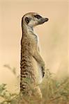 Meerkat (suricate) (Suricata suricatta), Kgalagadi Transfrontier Park, encompasing the former Kalahari Gemsbok National Park, South Africa, Africa