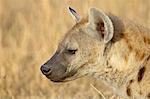 Spotted hyena (spotted hyaena) (Crocuta crocuta), Masai Mara National Reserve, Kenya, East Africa, Africa