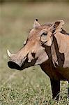Warthog (Phacochoerus aethiopicus), Samburu National Reserve, Kenya, East Africa, Africa