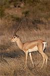 Male Grant's gazelle (Gazella granti), Samburu National Reserve, Kenya, East Africa, Africa