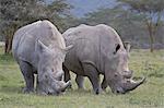 Two white rhinoceros (Ceratotherium simum) feeding, Lake Nakuru National Park, Kenya, East Africa, Africa