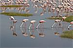 Lesser flamingos (Phoeniconaias minor) feeding in Lake Nakuru, Lake Nakuru National Park, Kenya, East Africa, Africa