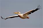 Great white pelican (Eastern white pelican (Pelecanus onocrotalus) in flight, Lake Nakuru National Park, Kenya, East Africa, Africa