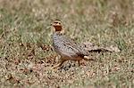 Male Coqui francolin (Peliperdix coqui), Lake Nakuru National Park, Kenya, East Africa, Africa