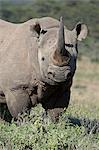 Black rhinoceros (hook-lipped rhinoceros) (Diceros bicornis), Lake Nakuru National Park, Kenya, East Africa, Africa