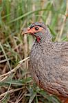 Red-necked spurfowl (red-necked francolin) (Francolinus afer) (Pternistes afer), Masai Mara National Reserve, Kenya, East Africa, Africa