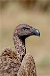 African white-backed vulture (Gyps africanus), Masai Mara National Reserve, Kenya, East Africa, Africa