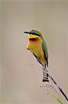 Little Bee-Eater (Merops pusillus), Masai Mara National Reserve, Kenya, East Africa, Africa