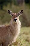 Female Defassa Waterbuck (Kobus ellipsiprymnus defassa), Masai Mara National Reserve, Kenya, East Africa, Africa