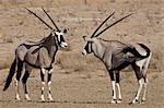 Two gemsbok (South African oryx) (Oryx gazella) face to face, Kgalagadi Transfrontier Park, South Africa