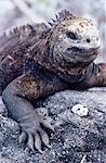 Marine iguana (Amblyrhynchus cristatus), Isabela Island, Galapagos Islands, Ecuador, Pacific, South America