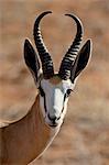 Male springbok (Antidorcas marsupialis), Kgalagadi Transfrontier Park, former Kalahari Gemsbok National Park, South Africa