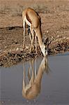 Female springbok (Antidorcas marsupialis) drinking, Kgalagadi Transfrontier Park, South Africa