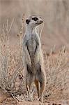Meerkat (suricate) (Suricata suricatta) standing on its hind legs, Kgalagadi Transfrontier Park, South Africa