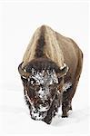 Bison (Bison bison) in snow, Yellowstone National Park, Wyoming, United States of America, North America