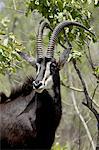 Sable Antelope (Hippotragus niger), Kruger National Park, South Africa, Africa