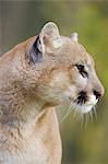 Mountain lion (cougar) (Felis concolor) staring, in captivity, Minnesota Wildlife Connection, Minnesota, United States of America, North America