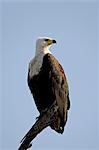 African Fish Eagle (Haliaeetus vocifer), Kruger National Park, South Africa, Africa