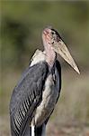 Marabou Stork (Leptoptilos crumeniferus), Kruger National Park, South Africa, Africa