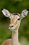 Female Impala (Aepyceros melampus), Kruger National Park, South Africa, Africa