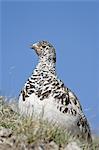 White-Tailed Ptarmigan (Lagopus leucurus) in mixed plumage, Mount Evans, Colorado, United States of America, North America