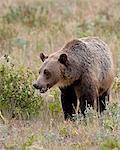 Grizzly bear (Ursus arctos horribilis), Glacier National Park, Montana, United States of America, North America