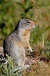 Columbian ground squirrel (Citellus columbianus), Waterton Lakes National Park, Alberta, Canada, North America