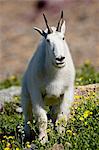 Mountain goat (Oreamnos americanus), Glacier National Park, Montana, United States of America, North America