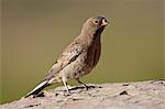 Juvenile gray-crowned rosy-finch (Leucosticte tephrocotis), Glacier National Park, Montana, United States of America, North America