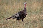 Wild turkey (Meleagris gallopavo) hen, Stillwater County, Montana, United States of America, North America