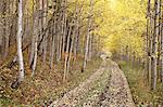 Lane through fall aspens, Ophir Pass, Uncompahgre National Forest, Colorado, United States of America, North America