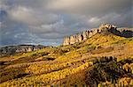 Yellow aspens, Uncompahgre National Forest, Colorado, United States of America, North America