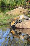 Cross phase red fox (Vulpes fulva) (cross fox) drinking at waters edge with reflection, Minnesota Wildlife Connection, Sandstone, Minnesota, United States of America, North America