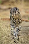 Leopard (Panthera pardus) walking straight towards the camera, Samburu National Reserve, Kenya, East Africa, Africa