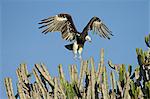 White-headed vulture (Trigonoceps occipitalis) making a short flight, Masai Mara National Reserve, Kenya, East Africa, Africa