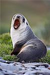 Young Antarctic fur seal (Arctocephalus gazella) or South Georgia fur seal (Arctocephalus tropicalis gazella) yawning, Grytviken, South Georgia, Polar Regions