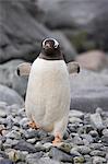 Gentoo penguin (Pygoscelis papua), Ronge Island, Antarctic Peninsula, Antarctica, Polar Regions